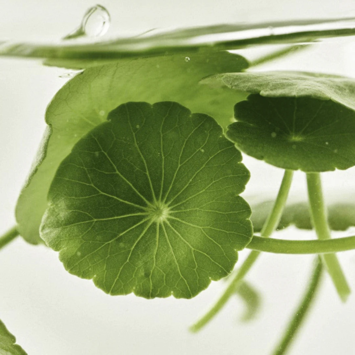 Beauty of Joseon Light On Serum  Centella + Vita C - Image 5